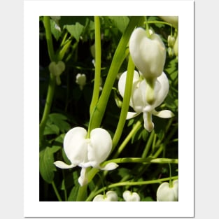 white bleeding heart macro Posters and Art